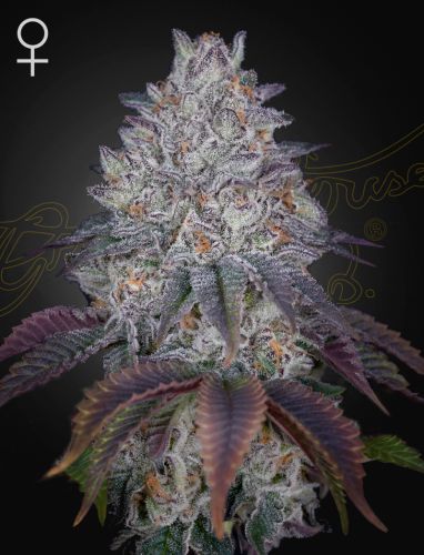King’s Tart Strain