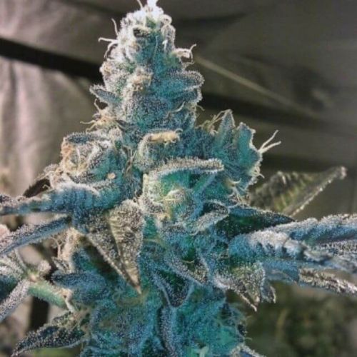 Girl Scout Cookies Feminised Bud Depot Cannabis Seeds