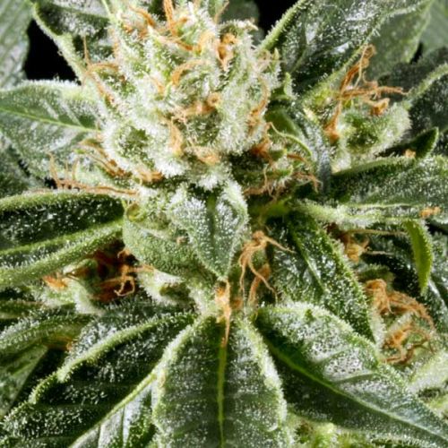 Great White Shark Seeds Are Not Just For Marijuana Lovers