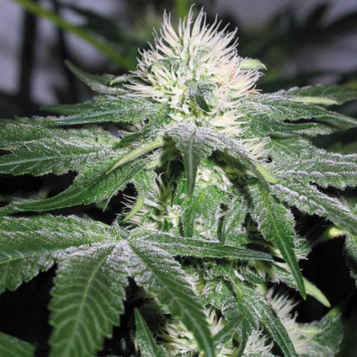 Feminized Cannabis Seeds - Royal Queen Seeds