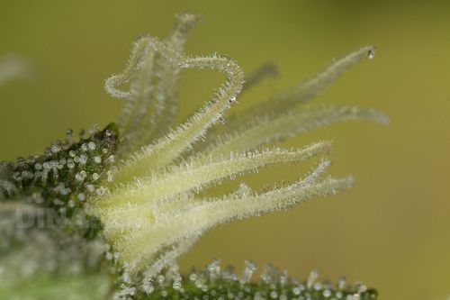 Kush ‘n Cheese Strain
