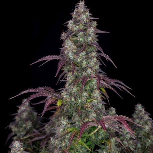 Lemon Pie Auto