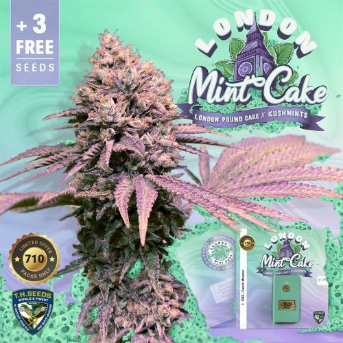 London Mint Cake Strain