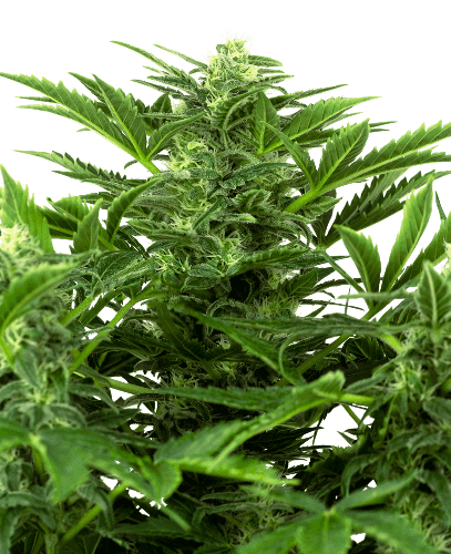 Mandarin Punch Auto Strain