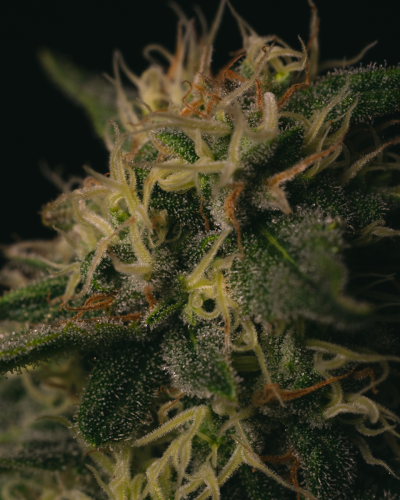 Melon Gum