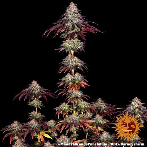 逆輸入 Mimosa x Orange Punch Auto - 5-pack (Feminised) - Barney's 花