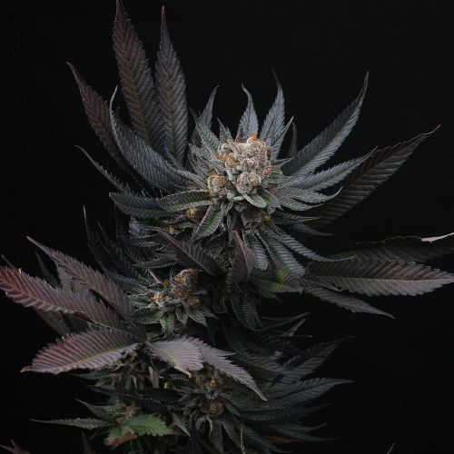 Mimozz - 6PACK (Feminised) - Perfect Tree Cannabis Seeds