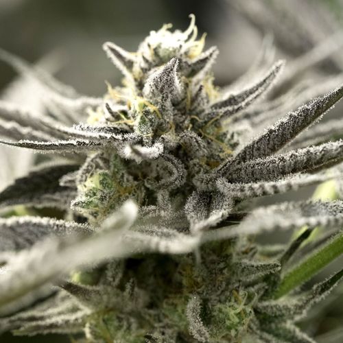 OGKZ Auto - 5-pack (Feminisierter) - Humboldt Seeds Hanfsamen kaufen