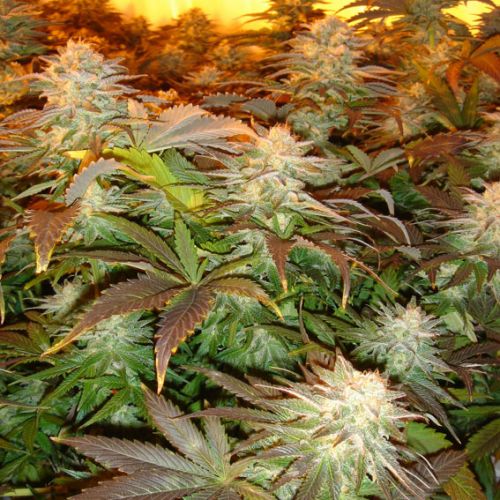 Opium (Feminised) - Paradise Seeds Cannabis Seeds