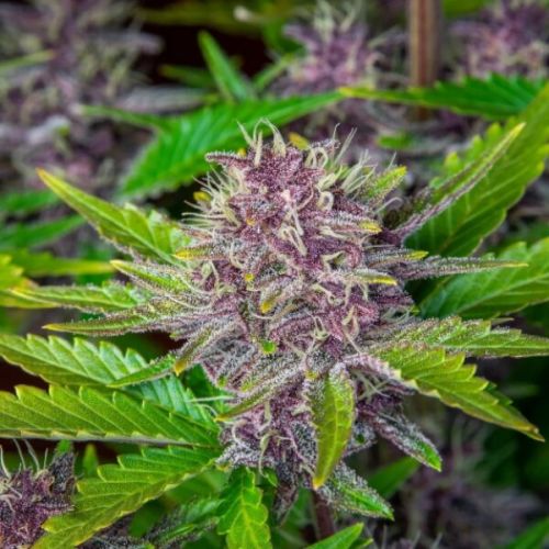 Elev8 Seeds: Star Punch (Hybrid)