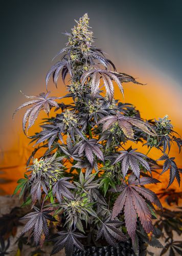 Red Gorilla Girl XL Auto Strain