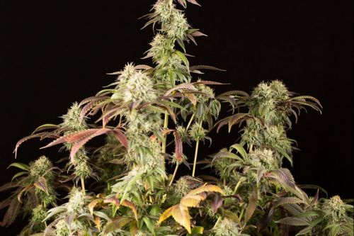 Remo Chemo