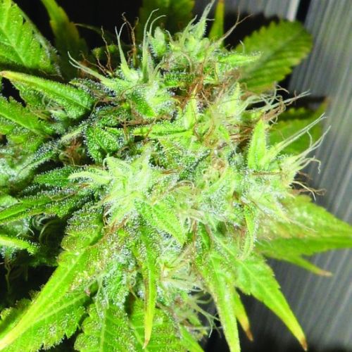 Rocklock Feminised Dna Genetics Cannabis Seeds