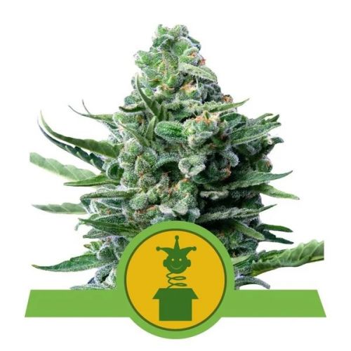 Royal Jack Auto SeedFare Find The Perfect Seed At The Right Price royal-jack-auto-seedfare-find-the-perfect-seed-at-the-right-price