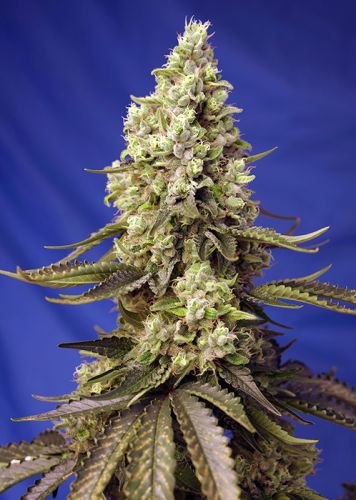 Runtz XL Auto Strain