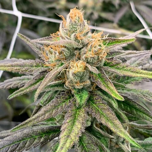 Somali Ghost Train Haze Strain