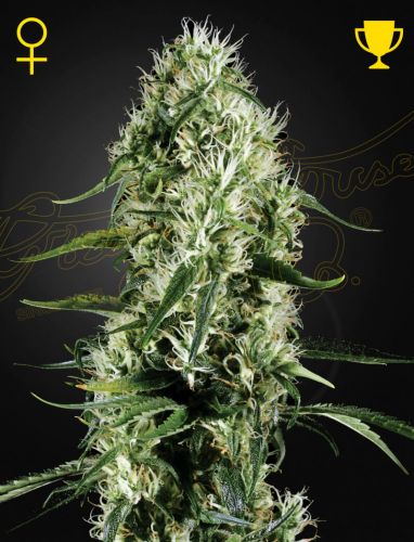 Super Silver Haze (Feminised) - Green House Cannabis Seeds