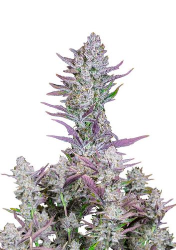 Wedding Glue Auto