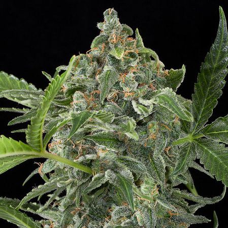 White Cheese Autoflowering