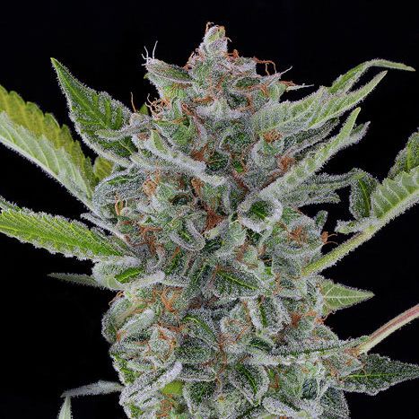 White Widow Autoflowering