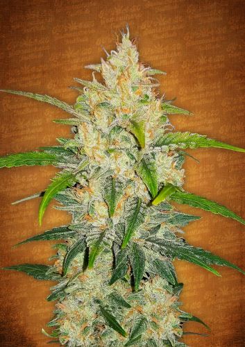 Most important cannabis feminized Indica / Sativa ratio