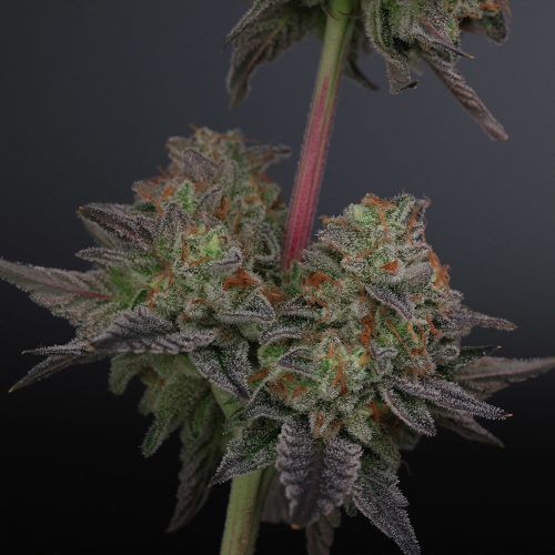 Zowahh V2.0 - 12-pack (Regular) - Karma Genetics Cannabis Seeds