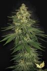 Allkush