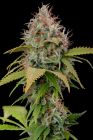 Atomical Haze - Paradise Seeds