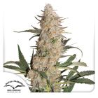 critical-orange-punch-dutch-passion