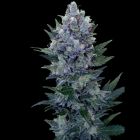 Northern Light Automatic