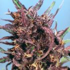 Purple #1 - Feminised