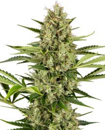 【Sativa】 Jack Herer 1ml CBD 07 THCA Vape Cart 1mL (S) Jack Herer Live Resin - RESTART​ CBD