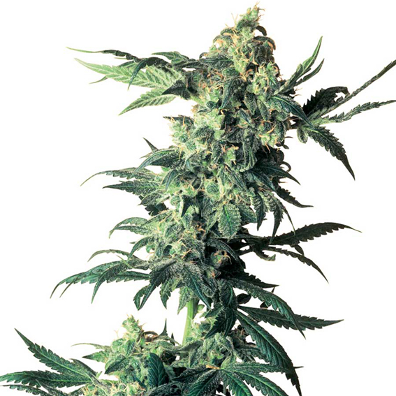 Northern Lights Regular Sensi Seeds Amsterdam S..