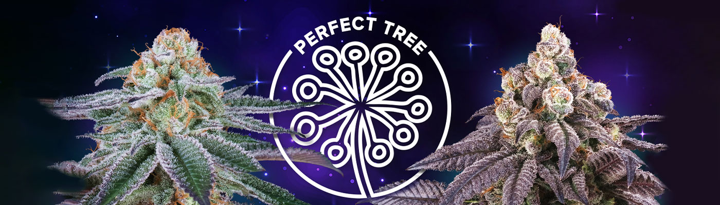 weed-seeds-perfect-tree-genetics