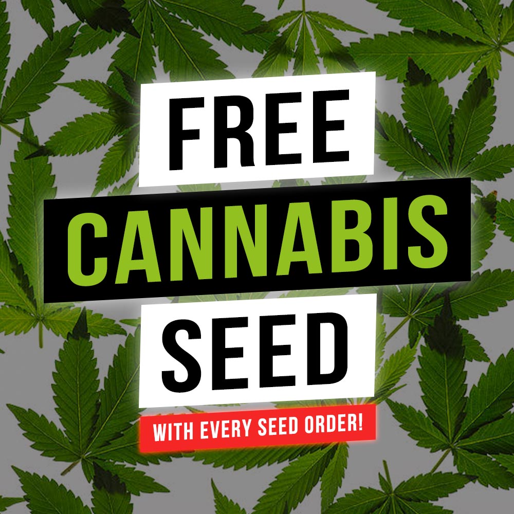 free-promo-seed