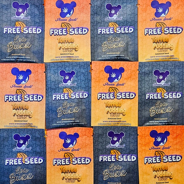 600-ANESIA_SEEDS_PROMO_MEI_25