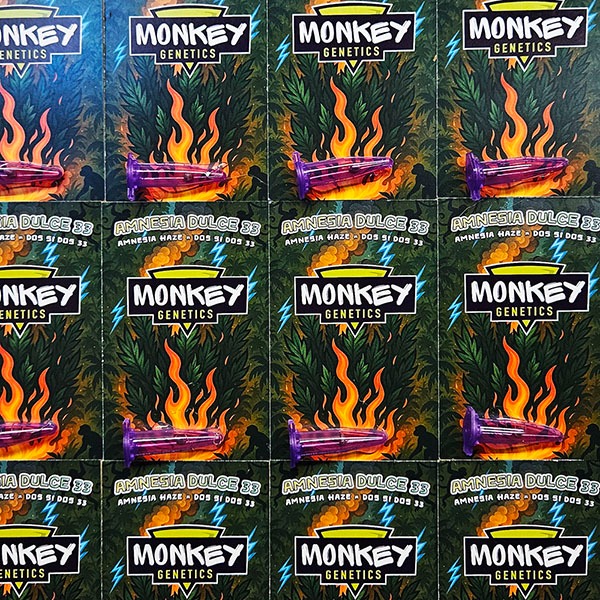 AMNESIA_DULCE_PROMO600