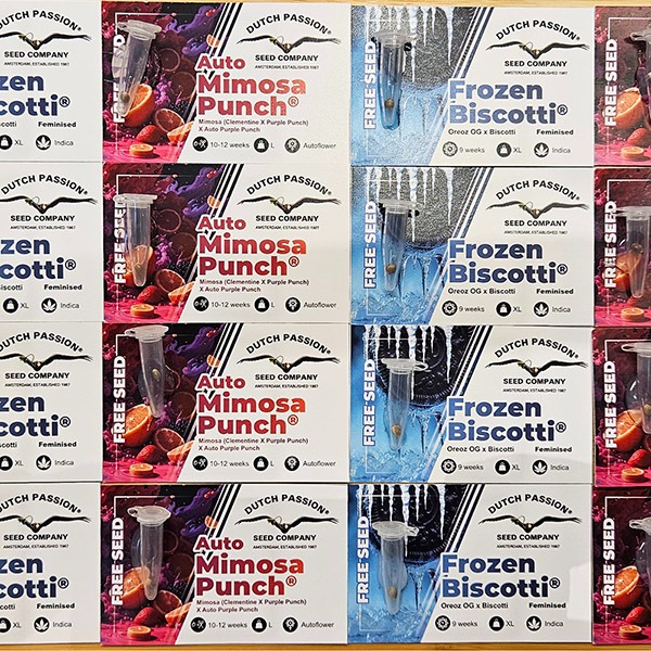 600-dp-promo-okt-25
