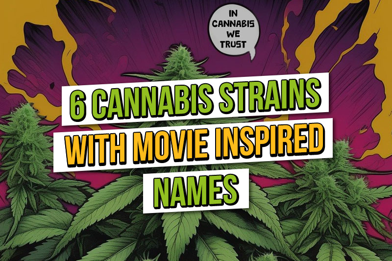Amsterdam Seed Center Cannabis Seed Shop