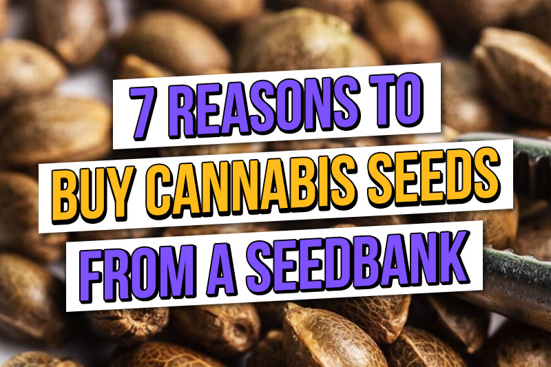 Amsterdam Seed Center Cannabis Seed Shop