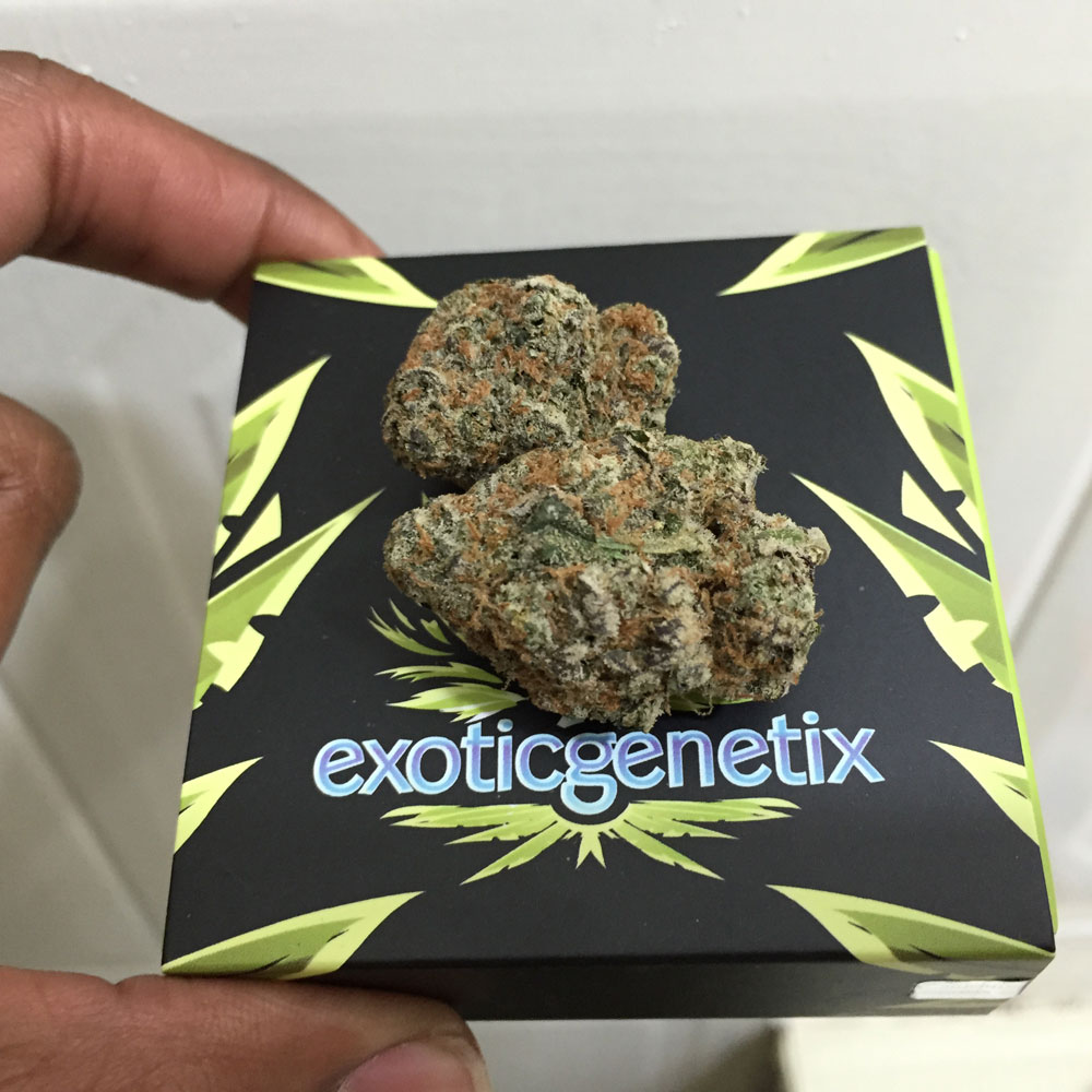 Exoticgenetix