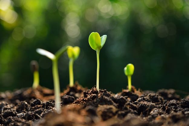 Amsterdam Seed Center Sprouting seeds