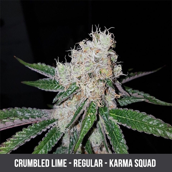 crumbled lime karma squad