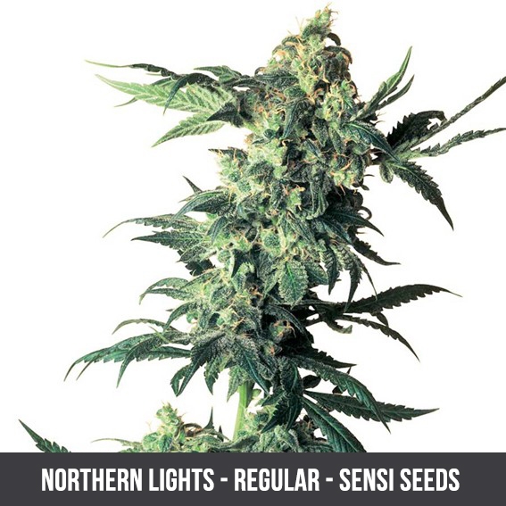 Northern Lights