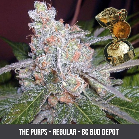 the purps - bc bud depot