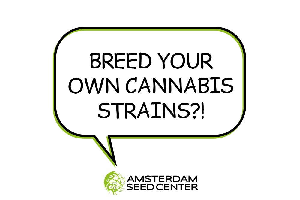 Amsterdam Seed Center Cannabis Zaden Kopen