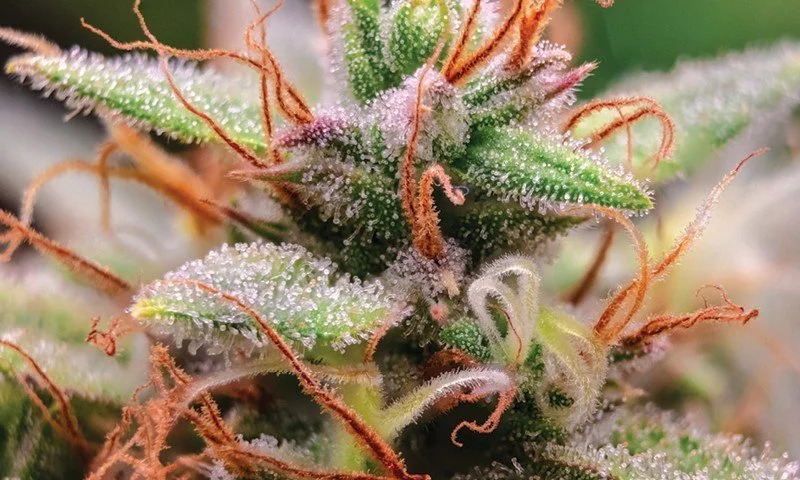 cannabis-pistils