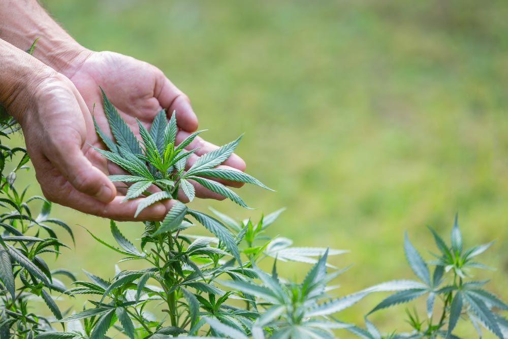 cannabis-plant-ruderalis
