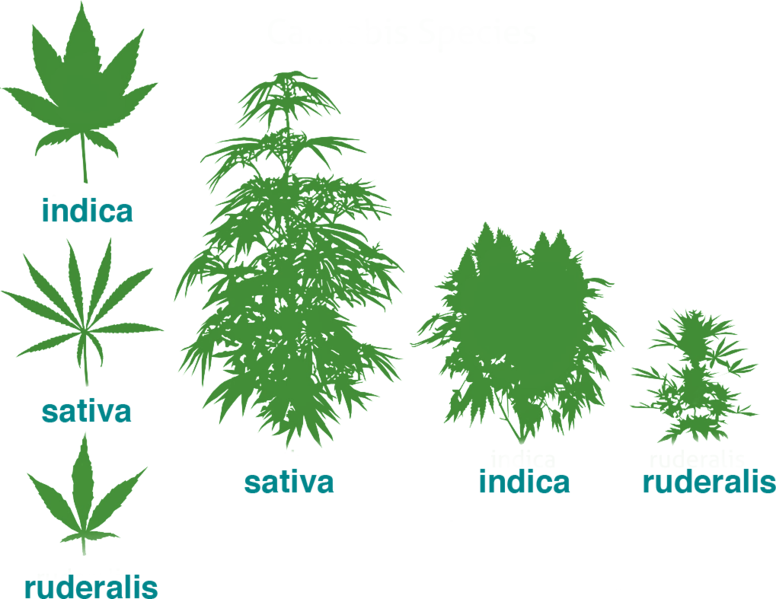 cannabis-ruderalis-Craft-Sense