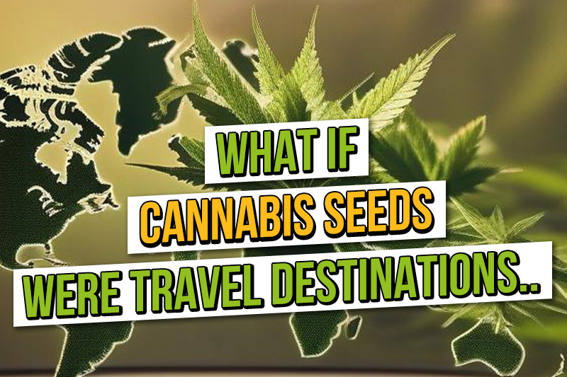 Amsterdam Seed Center Cannabis Seed Shop